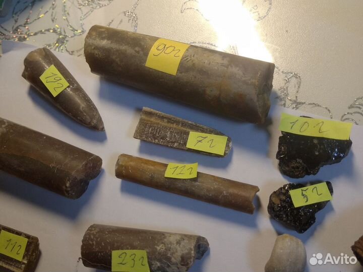 Окаменелости и камни