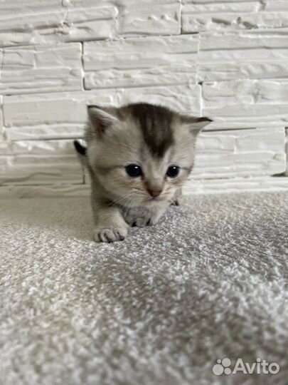 Британская кошка