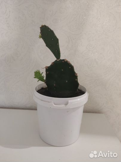 Кактус опунция