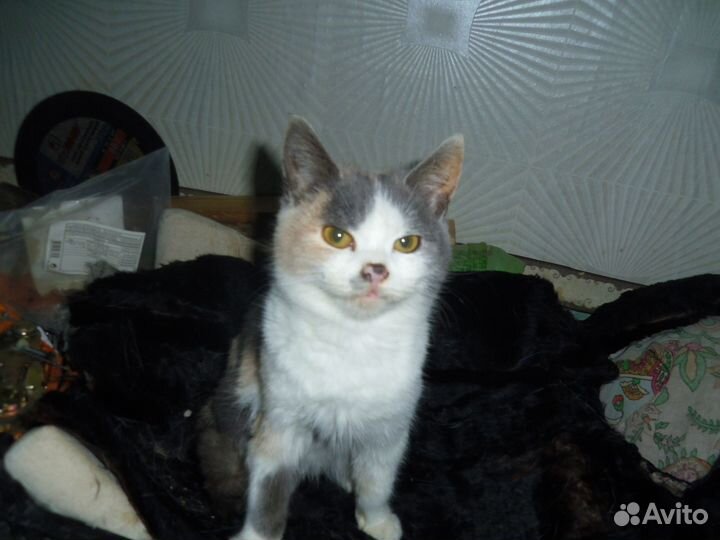 Котенок девочка бесплатно