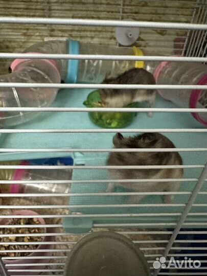 Джунгарский хомяк