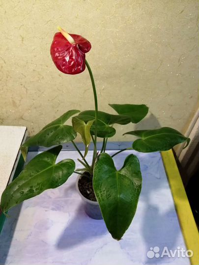 Домашние растения