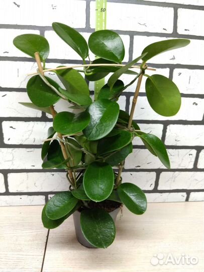 Хойя аустралис лиза