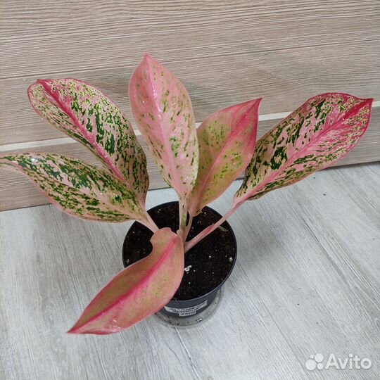 Аглаонемы часть 2