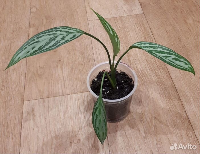 Аглаонема Silver Queen