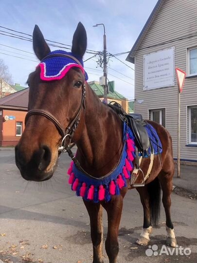 Амуниция для лошади