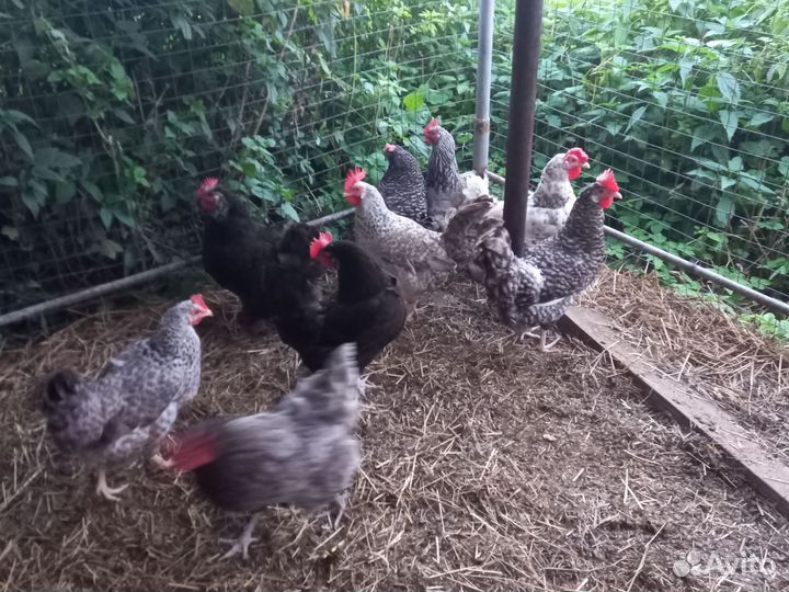 Куры суповые