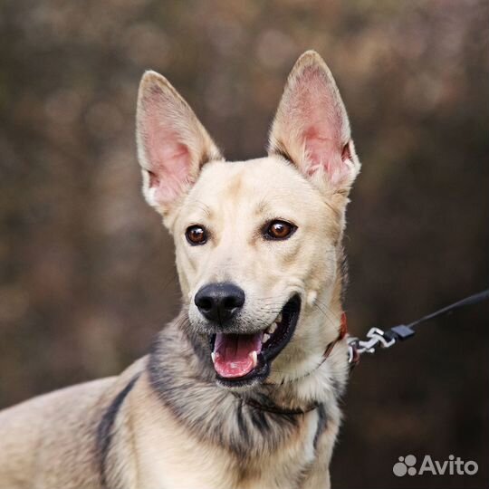 Щенок-подросток Балу в надежные руки бесплатно
