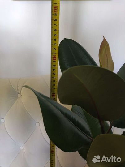 Фикус эластика в кашпо лечуза