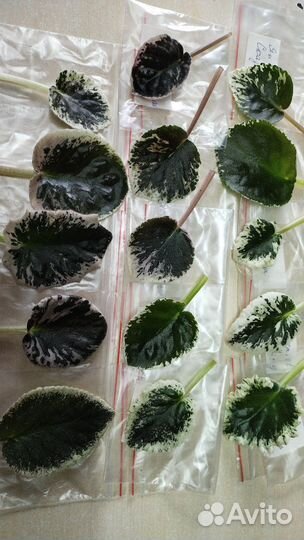 Черенки пестролистных фиалок