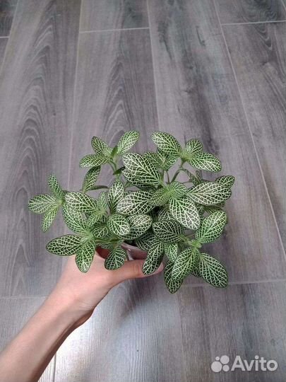 Фиттония беложильчатая