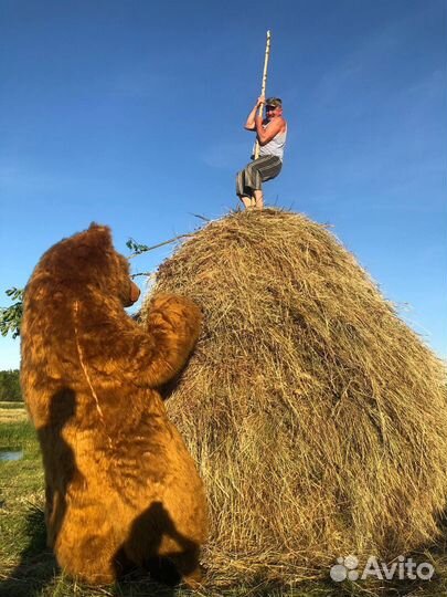 Мишки Ростовые Медведи поздравим с музыкой