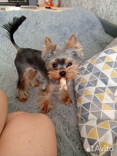 Йоркширский терьер вязка