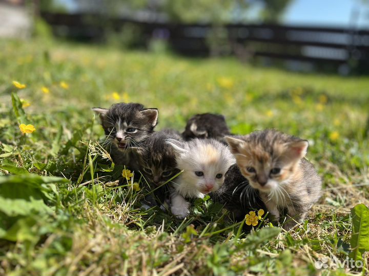 Котята в добрые руки