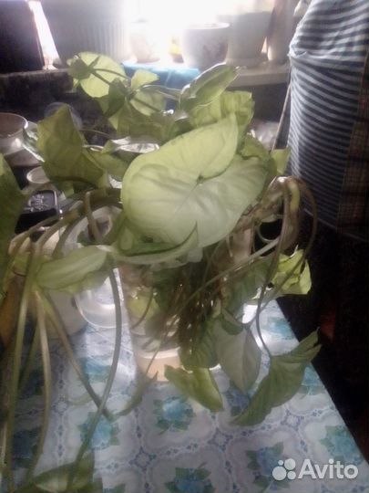 Сингониум отростки