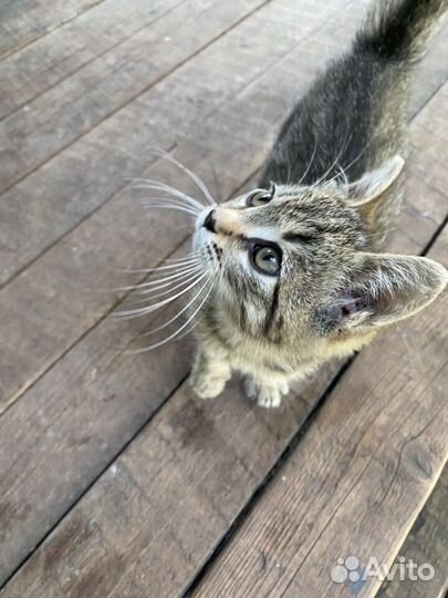 Котенок в добрые руки