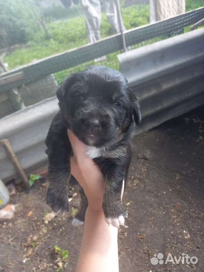 Щенок в хорошие руки