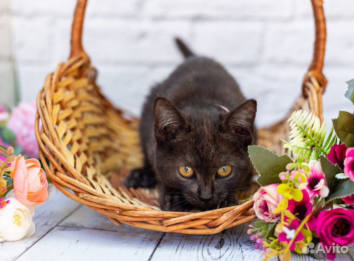 Котенок Афя