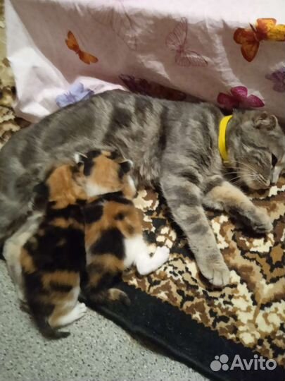 Кошки породистые бесплатно