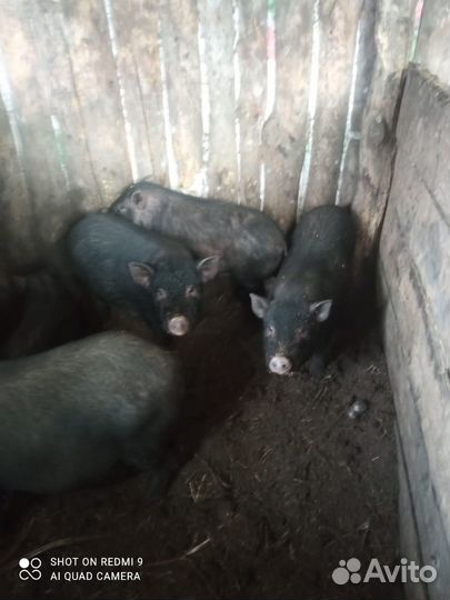 Продам поросят