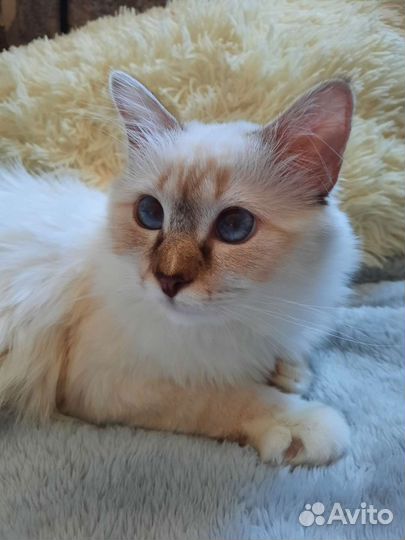 Котенок редкой породы