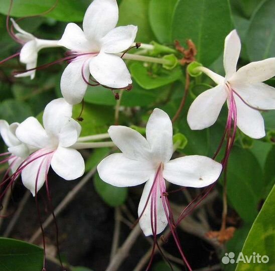 Клеродендрум Инерме