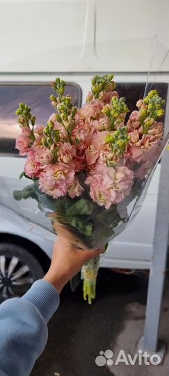 Маттиола, каллы - оптом и в розницу