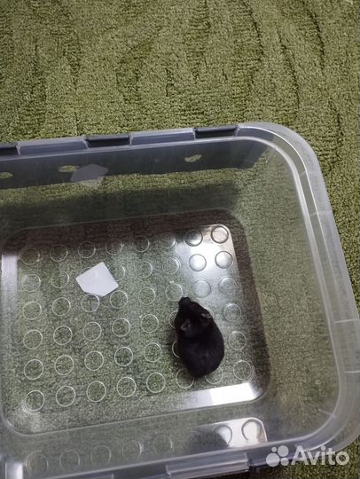 Сирийские хомяки