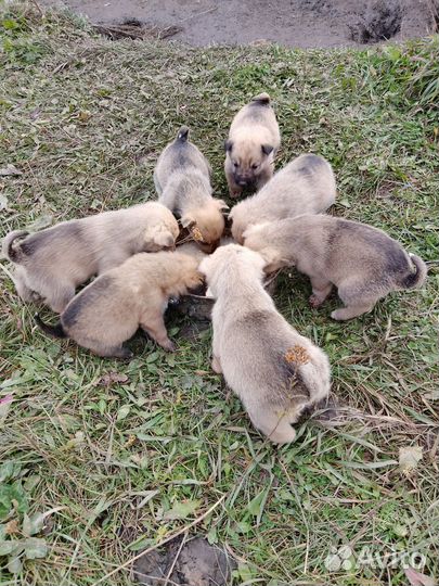 Щенки лайки