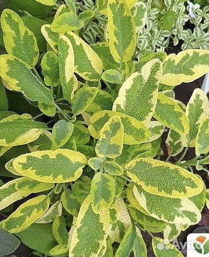 Шалфей лекарственный Purpurascens и Aurea