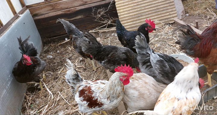 Молодые петухи