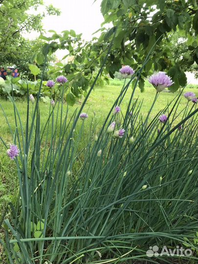 Лук скорода