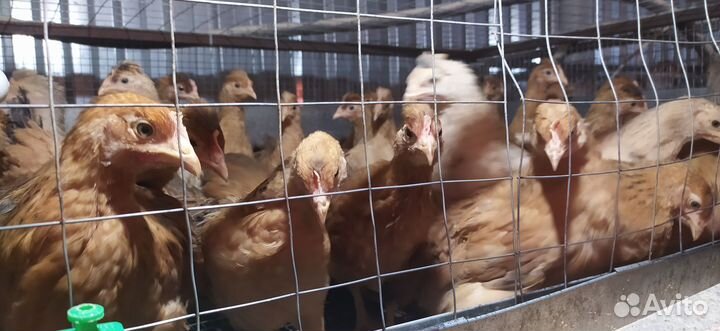 Куры молодки несушки