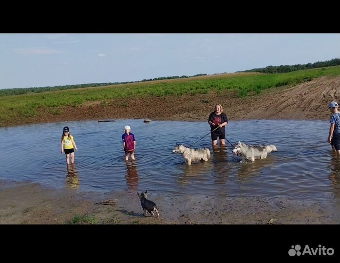 Сибирские хаски