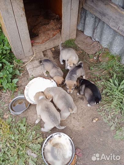 Щенки от маленькой собаки будут маленького роста