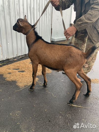 Чешский козел