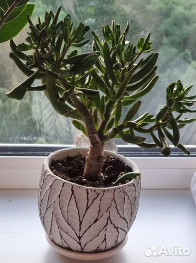 Крассула коралл (хоббит)