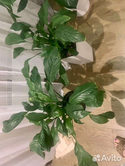 Спатифиллум