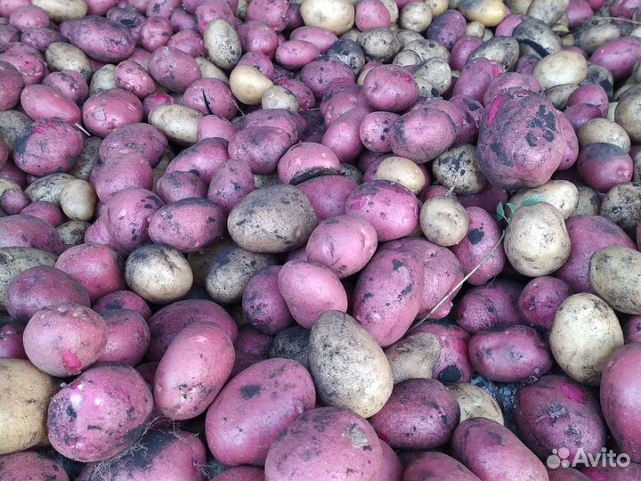 Картофель крупный