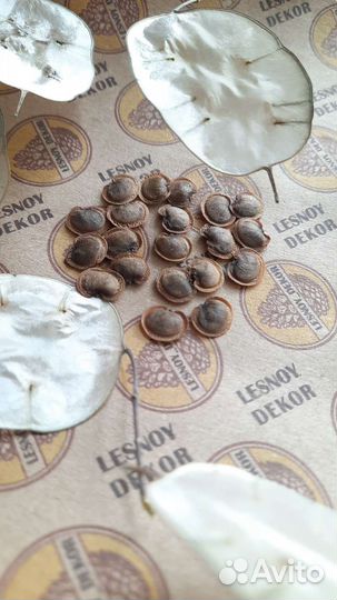 Семена лунарии