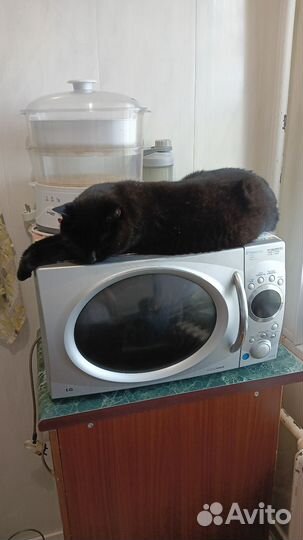 Британская кошка в дар