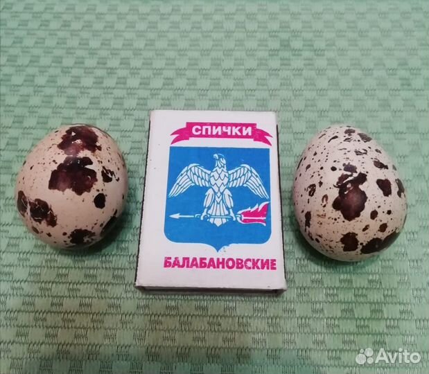 Инкубационное яйцо перепелки под заказ микс пород