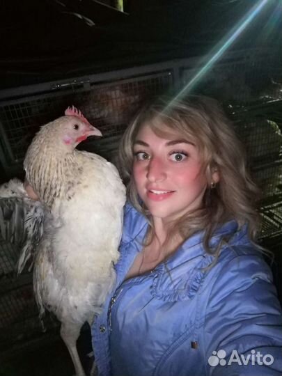 Куры несушки