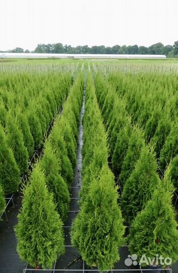 Туя смарагд