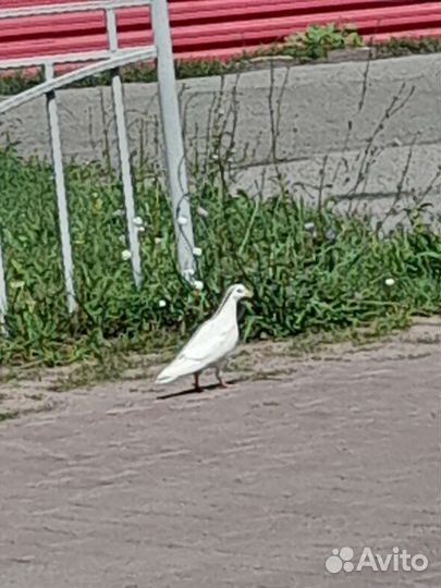 Голуби почтовые