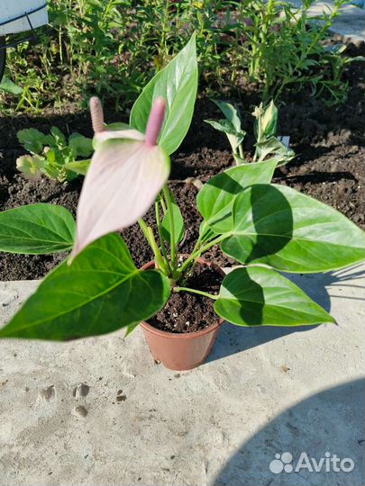 Антуриум Ливиум