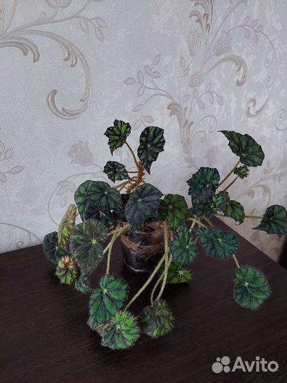 Бегония тигровая