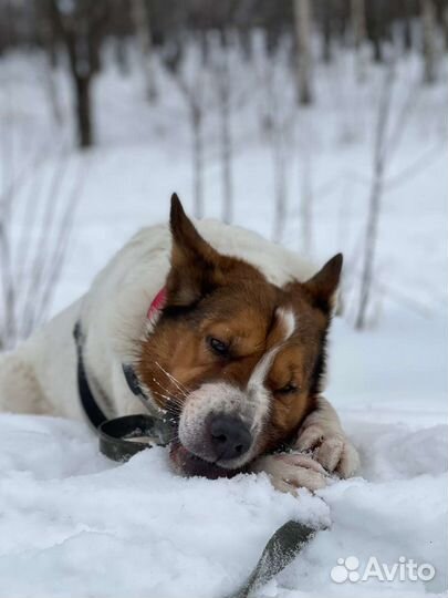 Малышка Милка ждёт тебя в приюте