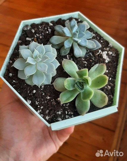 Композиция цветы суккуленты подарок