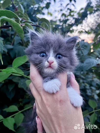 Маленький котеночек мальчик Томас (1 мес)